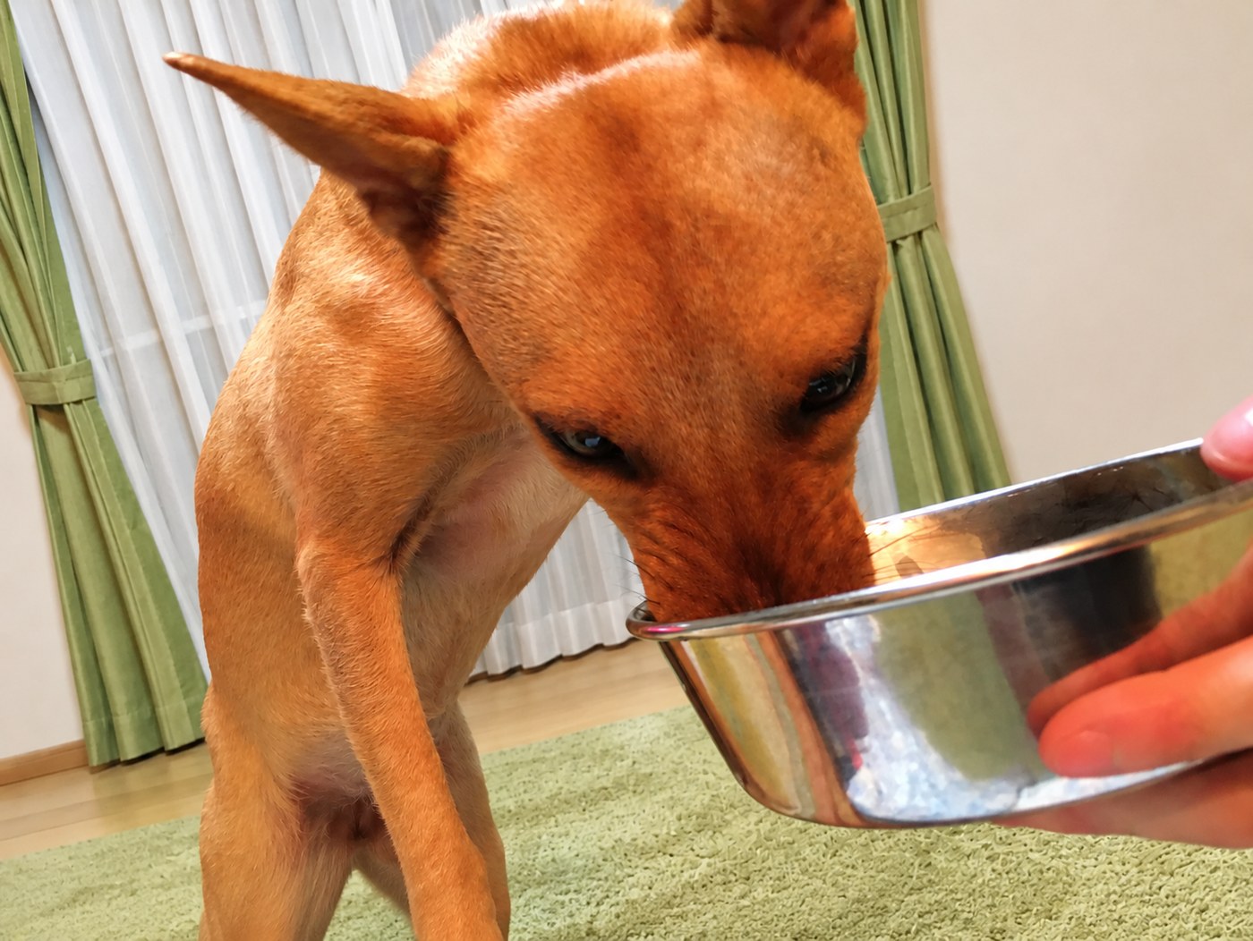 フードを食べるマロン