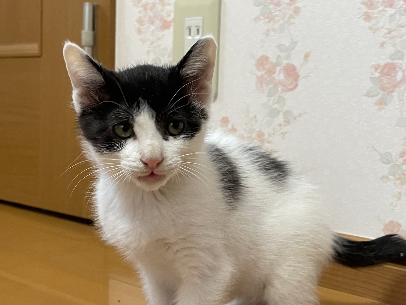 譲渡会の少しあと、家の中で撮ったぎんじ