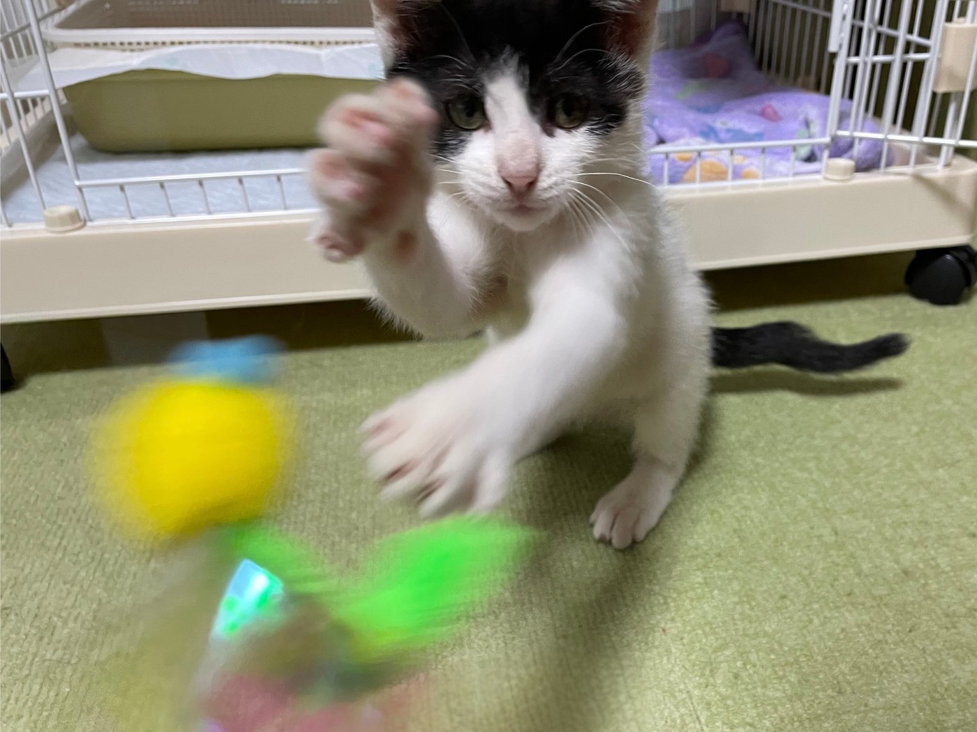 おもちゃに興味津々な様子のぎんじ