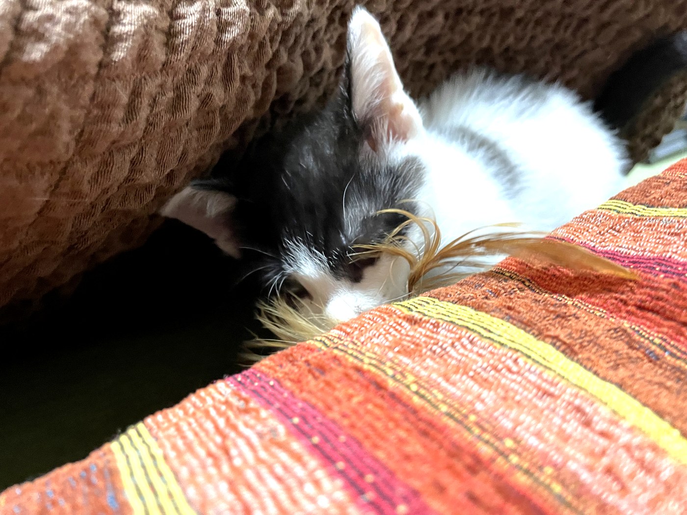 くつろいで眠るぎんじ