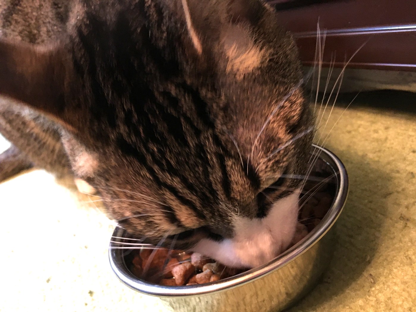 用意されたご飯を食べるこはく