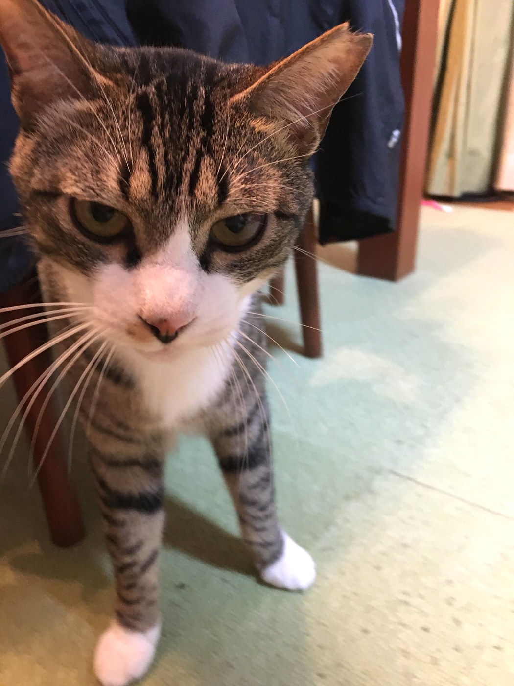 家に来てすぐの、こはくの様子