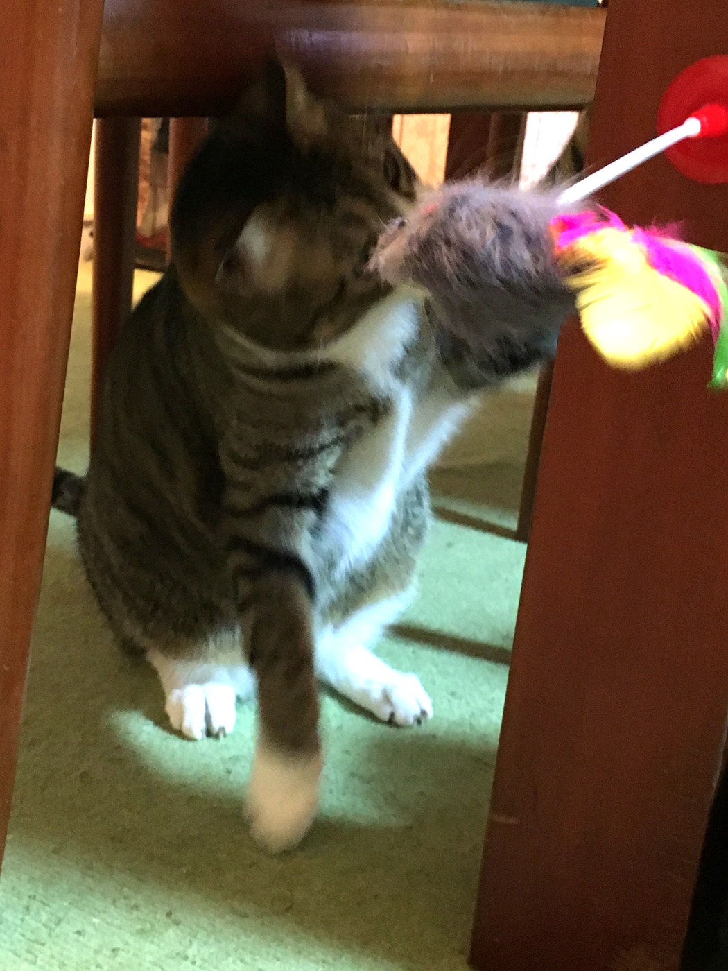 おもちゃに反応してじゃれるこはく