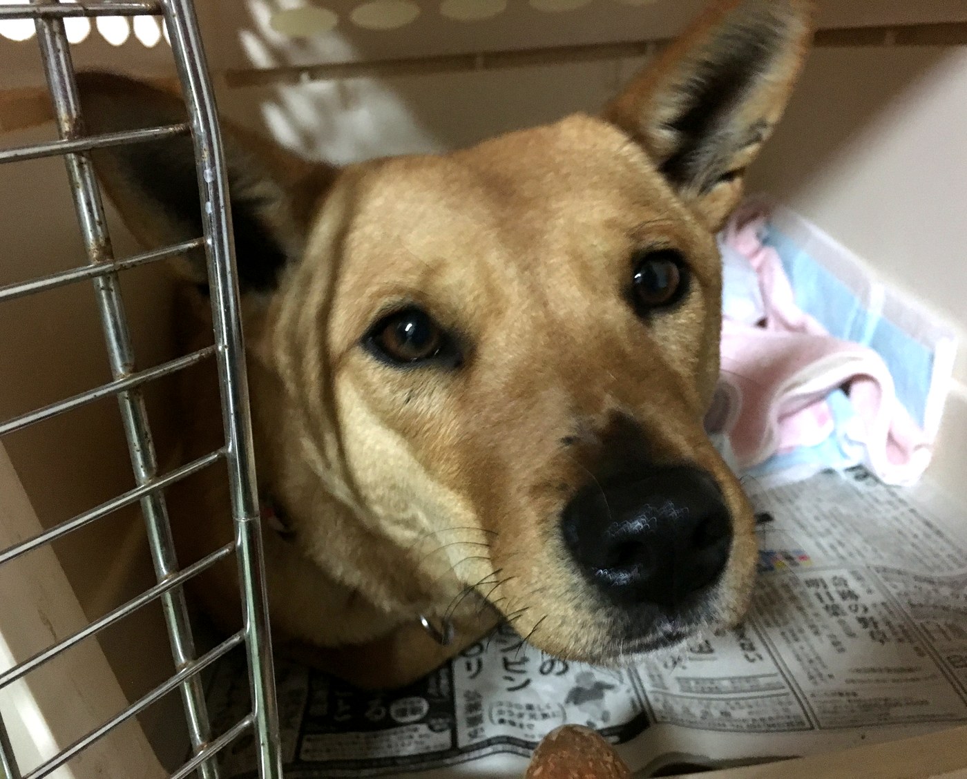 キャリーの中からこちらを見るマロン